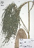  (Otatea glauca - XAL-76)  @11 [ ] Copyright  T. Mejia 2010 Unspecified