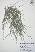 (Otatea acuminata - XAL-77)  @11 [ ] Copyright  T. Mejia 2010 Unspecified