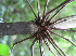  ( - XAL-117)  @11 [ ] Copyright  T. Mejia 2012 Unspecified