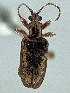  (Plateumaris shoemakeri - CCDB-19515-D07)  @11 [ ] by-nc-nd (2024) Hume Douglas Agriculture and Agri-Food Canada
