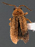  (Monoxia debilis - CCDB-29984-C10)  @11 [ ] by-nc-nd (2023) Hume Douglas Agriculture and Agri-Food Canada