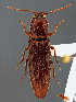  (Melanotus parallelus - CCDB-29984-D04)  @11 [ ] by-nc-nd (2023) Hume Douglas Agriculture and Agri-Food Canada