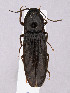  (Hemicrepidius brooksi - CCDB-40914-B12)  @11 [ ] by-nc-nd (2024) Hume Douglas Agriculture and Agri-Food Canada