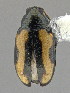  (Phyllotreta constricta - CCDB-40915-D09)  @11 [ ] by-nc-nd (2025) Hume Douglas Agriculture and Agri-Food Canada