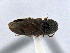  (Oxygonus ornetti - CCDB19514_CNC_P1F7)  @11 [ ] Copyright (2020) AAFC AAFC