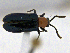  (Oulema longipennis - CCDB19514_CNC_P1G8)  @11 [ ] Copyright (2020) AAFC AAFC