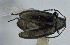  ( - CNC-HD-00079)  @11 [ ] Copyright (2018) AAFC AAFC