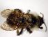  ( - Bee25-21)  @12 [ ] Copyright (2010) Unspecified Unspecified