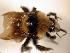  ( - Bee25-8)  @12 [ ] Copyright (2010) Unspecified Unspecified
