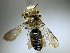  ( - Bee1)  @13 [ ] CreativeCommons - Attribution Non-Commercial Share-Alike (2010) Unspecified York University
