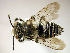  (Coelioxys sodalis - Bee239)  @15 [ ] CreativeCommons - Attribution Non-Commercial Share-Alike (2010) Unspecified York University