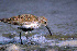  (Calidris alpina - MKP 2377)  @14 [ ] Unspecified (default): All Rights Reserved  Unspecified Unspecified