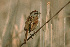  ( - 1B-2277)  @13 [ ] Unspecified (default): All Rights Reserved  Unspecified Unspecified