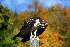  (Pandion haliaetus - 1B-2830)  @14 [ ] Unspecified (default): All Rights Reserved  Unspecified Unspecified