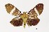  ( - USNM ENT 00733964)  @14 [ ] Unspecified (default): All Rights Reserved  Unspecified Unspecified