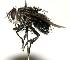  (Belvosia rostermoragai - DHJPAR0001242)  @14 [ ] Unspecified (default): All Rights Reserved  Unspecified Unspecified