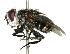  (Belvosia ruthfrancoae - DHJPAR0001249)  @13 [ ] Unspecified (default): All Rights Reserved  Unspecified Unspecified