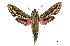  ( - USNM ENT 00196103)  @14 [ ] Copyright (2010) Unspecified Smithsonian Institution