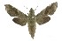  (Temnora fumosa - USNM ENT 00196107)  @15 [ ] Copyright (2010) Unspecified Smithsonian Institution