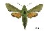  (Basiothia - USNM ENT 00196116)  @15 [ ] Copyright (2010) Unspecified Smithsonian Institution