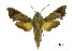  (Temnora pseudopylas - USNM ENT 00196129)  @15 [ ] Copyright (2010) Unspecified Smithsonian Institution