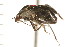  ( - CNC-HEM-1059)  @12 [ ] CreativeCommons - Attribution (2010) Unspecified Centre for Biodiversity Genomics