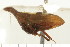  (Enchenopa sp. nov. KGAH_viburnii - CNC-HEM-1092)  @12 [ ] Copyright (2010) Unspecified Agriculture and Agri-Food Canada