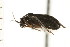  ( - CNC-HEM-1118)  @11 [ ] CreativeCommons - Attribution (2010) Unspecified Centre for Biodiversity Genomics