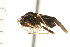  ( - CNC-HEM-1133)  @11 [ ] CreativeCommons - Attribution (2010) Unspecified Centre for Biodiversity Genomics