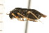  ( - CNC-HEM-1134)  @11 [ ] CreativeCommons - Attribution (2010) Unspecified Centre for Biodiversity Genomics