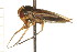  (Hesperocorixa minorella - CNC-HEM-1390)  @13 [ ] CreativeCommons - Attribution (2010) Unspecified Centre for Biodiversity Genomics