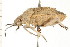  (Prionosoma - CNC-HEM-1262)  @13 [ ] CreativeCommons - Attribution (2010) Unspecified Centre for Biodiversity Genomics