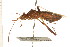 (Megalotomus quinquespinosus - CNC-HEM-1271)  @14 [ ] CreativeCommons - Attribution (2010) Unspecified Centre for Biodiversity Genomics