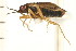  (Geocoris limbatus - CNC-HEM-1289)  @13 [ ] CreativeCommons - Attribution (2010) Unspecified Centre for Biodiversity Genomics