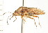  (Neortholomus - CNC-HEM-1293)  @14 [ ] CreativeCommons - Attribution (2010) Unspecified Centre for Biodiversity Genomics