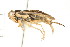  (Callicorixa - CNC-HEM-1445)  @15 [ ] CreativeCommons - Attribution (2010) Unspecified Centre for Biodiversity Genomics