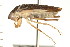  (Cymatia americana - CNC-HEM-1451)  @15 [ ] CreativeCommons - Attribution (2010) Unspecified Centre for Biodiversity Genomics