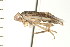  (Corisella tarsalis - CNC-HEM-1457)  @14 [ ] CreativeCommons - Attribution (2010) Unspecified Centre for Biodiversity Genomics