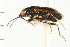  ( - CNC-HEM-1151)  @11 [ ] CreativeCommons - Attribution (2010) Unspecified Centre for Biodiversity Genomics