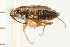  (Geocoris discopterus - CNC-HEM-1215)  @13 [ ] CreativeCommons - Attribution (2010) Unspecified Centre for Biodiversity Genomics