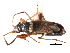  (Ligyrocoris diffusus - CNC-HEM-0094)  @14 [ ] CreativeCommons - Attribution (2010) Unspecified Centre for Biodiversity Genomics