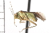  (Dichrooscytus latifrons - HCNC370-09)  @13 [ ] CreativeCommons - Attribution (2010) Unspecified Centre for Biodiversity Genomics