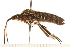  (Leptoglossus occidentalis - CNC-HEM-0820)  @14 [ ] CreativeCommons - Attribution (2010) Unspecified Centre for Biodiversity Genomics