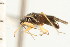  ( - CNC-HEM-1536)  @13 [ ] CreativeCommons - Attribution (2010) Unspecified Centre for Biodiversity Genomics
