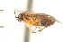  ( - CNC-HEM-1553)  @13 [ ] CreativeCommons - Attribution (2010) Unspecified Centre for Biodiversity Genomics