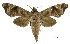  (Acosmeryx anceus - USNM ENT 00196049)  @15 [ ] Unspecified (default): All Rights Reserved  Unspecified Unspecified