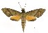  ( - USNM ENT 00196052)  @14 [ ] Unspecified (default): All Rights Reserved  Unspecified Unspecified