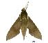 (Theretra indistincta - USNM ENT 00196058)  @15 [ ] Unspecified (default): All Rights Reserved  Unspecified Unspecified