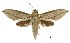  (Theretra radiosa - USNM ENT 00196060)  @15 [ ] Unspecified (default): All Rights Reserved  Unspecified Unspecified