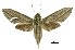  (Theretra polistratus - USNM ENT 00196069)  @14 [ ] Unspecified (default): All Rights Reserved  Unspecified Unspecified